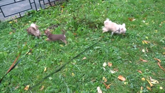 Длинношерстный шоколадный чихуахуа щенок в продаже смотреть онлайн