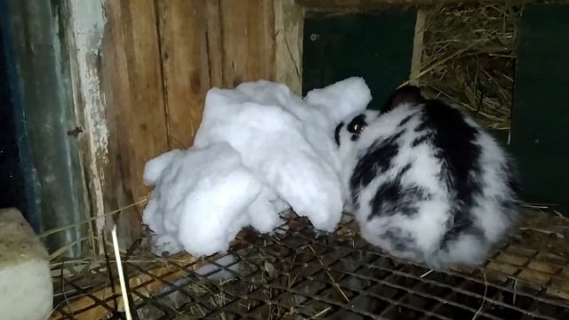 Кролик породы Немецкий пестрый великан(Строкач) смотреть онлайн