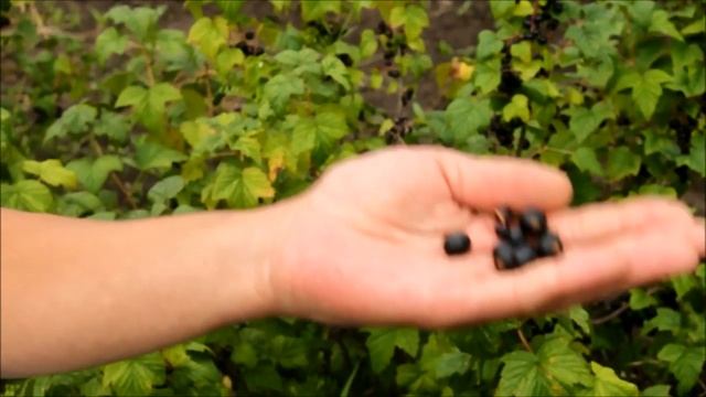 Чёрная смородина сибирские сорта Шушенский ГПЯСУ (Государстыенный плодово-ягодный соровой участок) смотреть онлайн