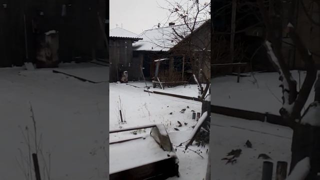 Снова еды основы. Свиристели смотреть онлайн