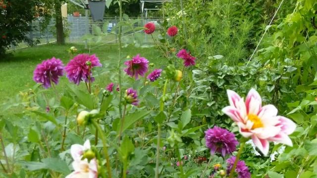 Георгины. Георгин Fashion Monger. Dahlias. Dahlia. Dahlien. Dahlie Fashion Monger. смотреть онлайн