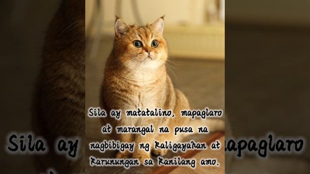 Itim na Pusa? Malas?Kahulugan ng mga Kulay ng Pusa🐾🐈 смотреть онлайн
