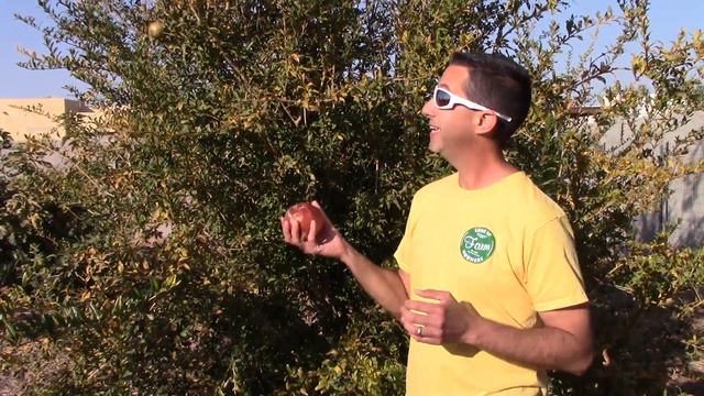 Growing Pomegranates in the Arizona Desert-Wonderful Pomegranate смотреть онлайн