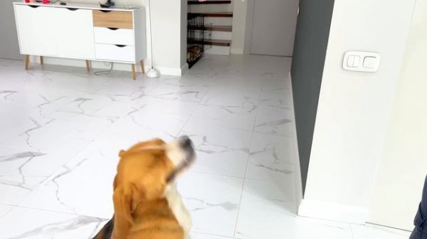 ШЕРЛОК 24 ЧАСА ИЩЕТ МЯСО. БРОС ШОУ ПЕТ