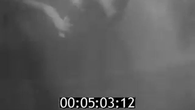 Школа плавания в Чебоксары, 1977 год смотреть онлайн