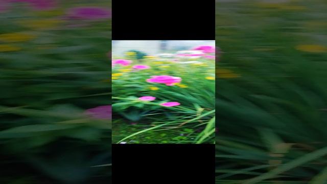 Флоксы цветут