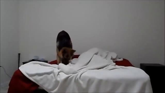 ТОП 5 Лучшие видео про собак. Милый пес будит хозяина! смотреть онлайн