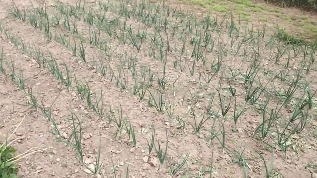 Лук - голландские сорта + почтовый смотреть онлайн