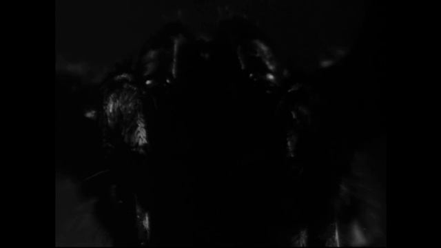 Up From The Depths Reviews | Tarantula (1955) смотреть онлайн