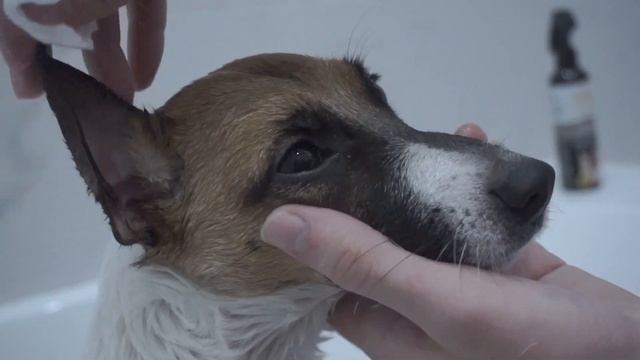 УХОД ЗА СОБАКОЙ: КАК ЧИСТИТЬ ЗУБЫ, КУПАТЬ, СТРИЧЬ КОГТИ И МНОГОЕ ДРУГОЕ. смотреть онлайн