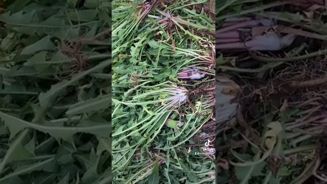 Делаем настойку на трех корнях от 999 болезней! смотреть онлайн