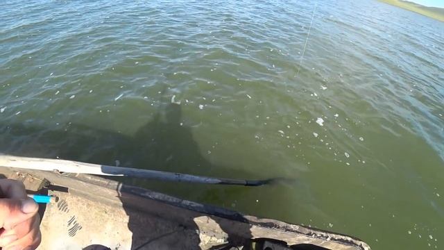 Клёв Сазана Карпа на УДОЧКИ смотреть онлайн