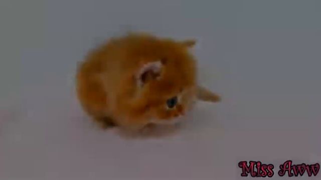 Мур шоу весёлая подборка видео для мероприятия о кошках смотреть онлайн