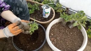 Посадка Петунии на П.М.Ж.