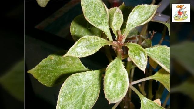 Бальзамин и паутинный клещ. Как спасти? смотреть онлайн