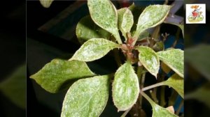 Бальзамин и паутинный клещ. Как спасти?