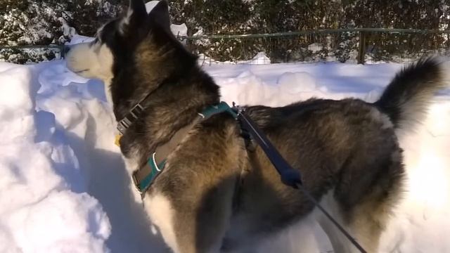 My Happy Adoption Day Movie смотреть онлайн