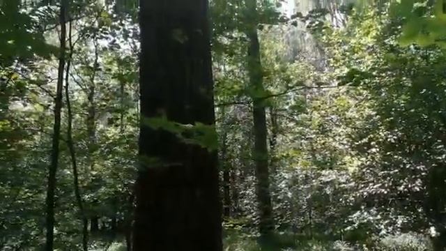 Ритуалы в лесу. смотреть онлайн