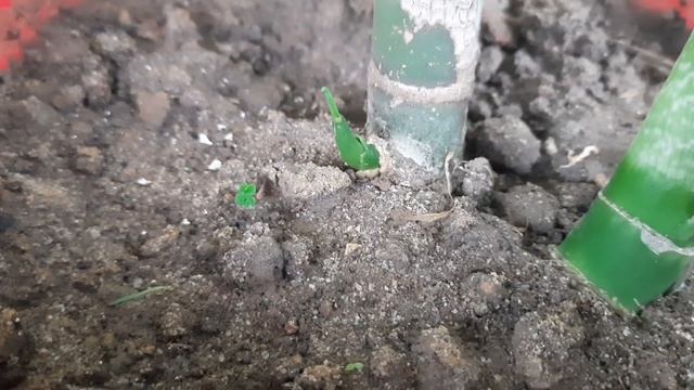 Dieffenbachia plants propagate from cutting//how to propagate dieffenbachia plant смотреть онлайн