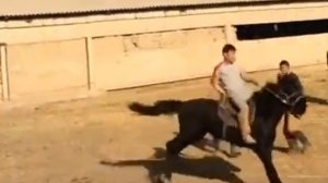 Асау үйрету 2018