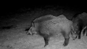 ОХОТНИКАМ БЕЗ ВАЛЕРЬЯНКИ НЕ СМОТРЕТЬ!!! Где-то прорвало плотину)