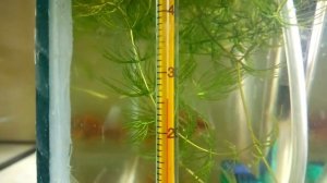 Как помочь рыбке родить? Живородка, Гуппи, Меченосцы, Моллинезия, Пецилия.