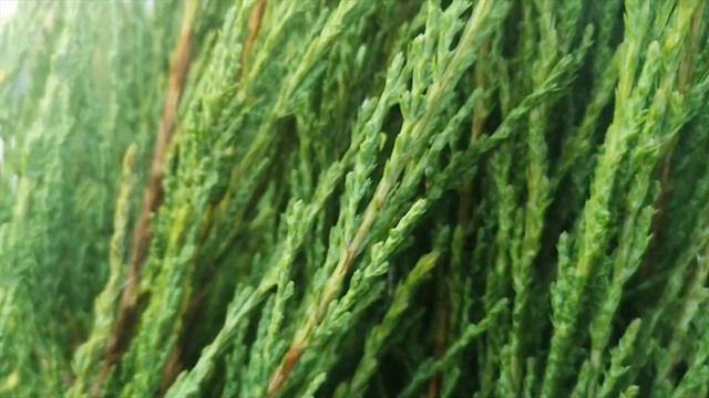 Kék oszlopos oregoni boróka (Juniperus scopulorum 'Blue Arrow' ) смотреть онлайн