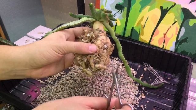 Суккуленты. Эуфорбия Стеллата (Euphorbia Stellata) смотреть онлайн