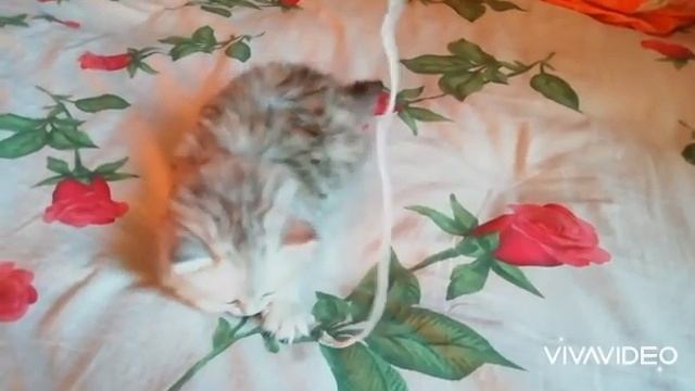 Шотландская прямоухая хайленд-страйт девочка серебристой шиншиллы☺️ смотреть онлайн