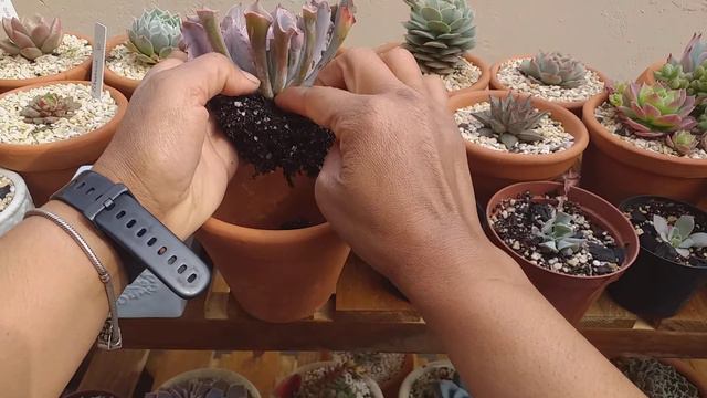 Echeveria Pink trumpet/😱propagação dicas de cultivo🥰 смотреть онлайн