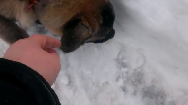 Алана смотреть онлайн