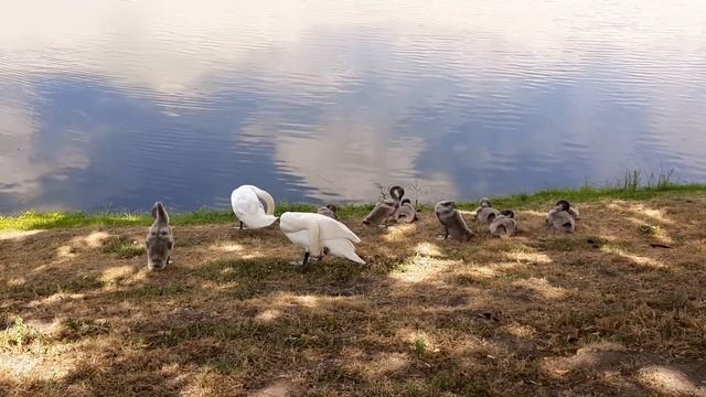 Лебедь с маленькими птенцами смотреть онлайн