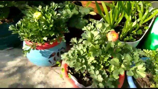 Ranunculus/ Persian Butter cup смотреть онлайн