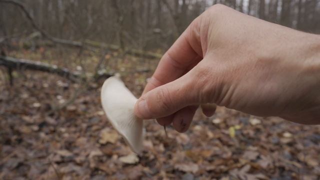 В лес за грибами, осенние опята, белые, говорушка, грибы ноября смотреть онлайн