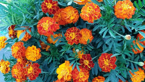 Бархатцы от А до Я.