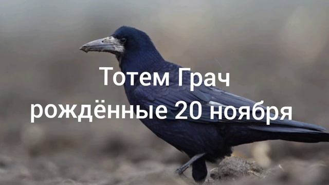 Тотем Грач рождённые 20 ноября смотреть онлайн