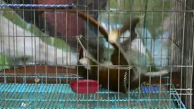 Обезьяна в зоопарке смотреть онлайн