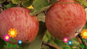 Яблоня плодовая Штрейфлинг. Краткий обзор, описание характеристик, где купить саженцы