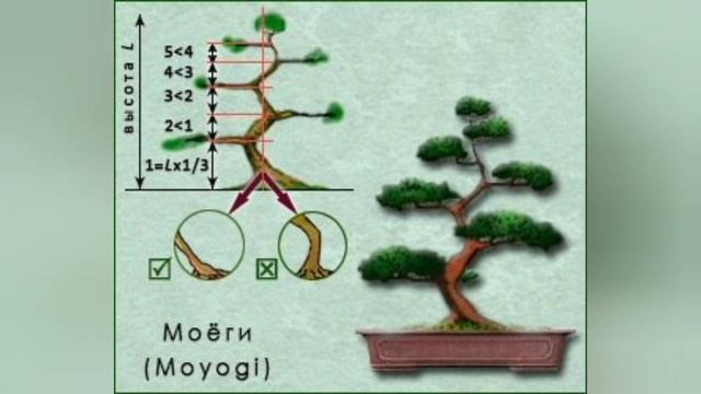 Стрижка ниваки за 5 минут из можжевельника| 8 стилей ниваки смотреть онлайн