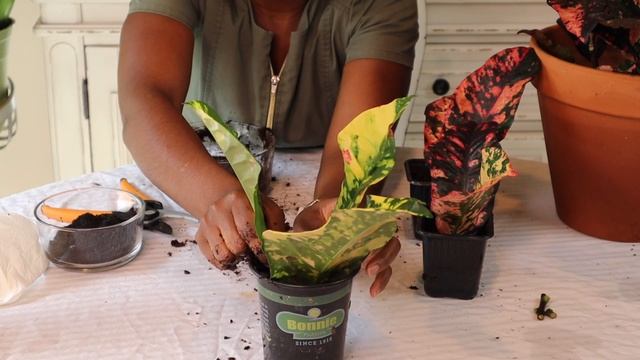 Croton Plant Leaf Propagation | Petra Croton