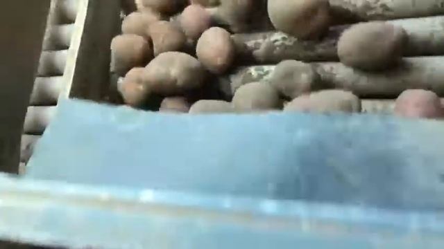 Картофель оптом краснокожурый манифест Брянская область урожай 2021 смотреть онлайн