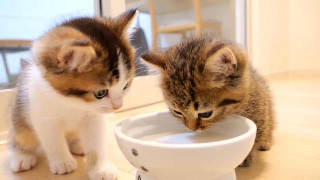 How kittens Titi, Fifi and Lili grows up смотреть онлайн