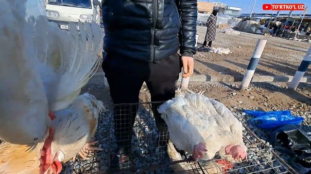 5-fevral, 2023 ТУРТКУЛЬ ТОВУК БОЗОРИ смотреть онлайн