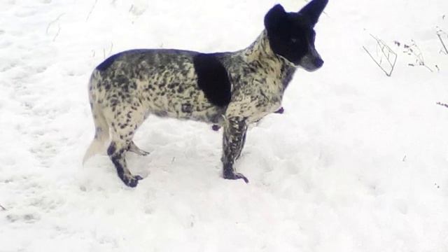 Собака возможно потеряна охотниками может кто ищет находится в Бунчуковке возле водоема.