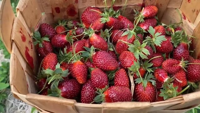 Клубника сорт МОРСКОЙ ПЕЙЗАЖ смотреть онлайн