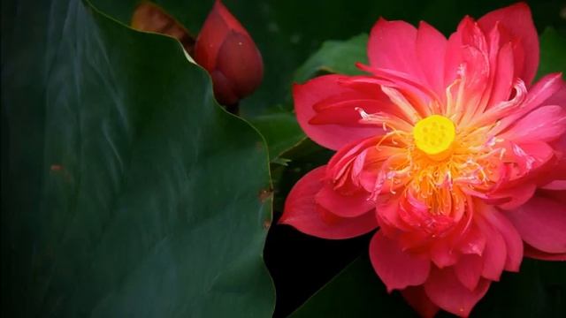 Приобщенные к Свету смотреть онлайн