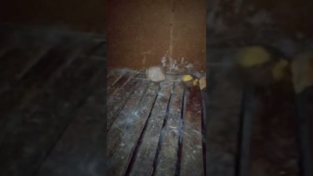 Роды крольчихи не в маточник смотреть онлайн