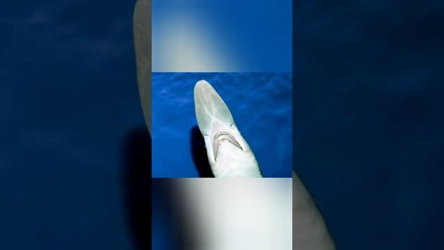 акула-гоблин ,интересные факты. продолжение в описании смотреть онлайн