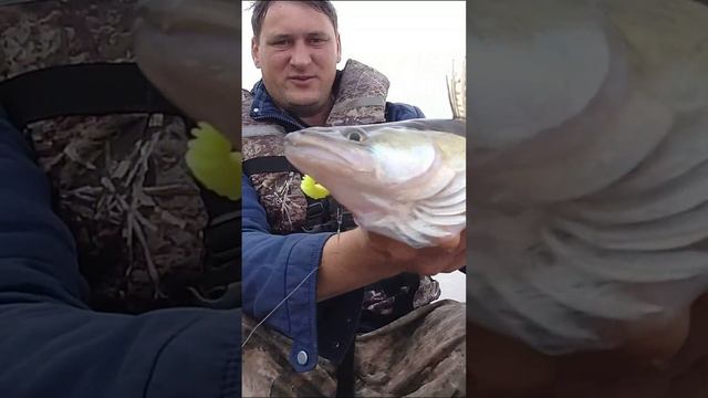 Судак попался. смотреть онлайн