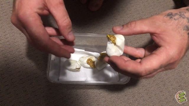 MY MATERNALLY INCUBATED CLUTCH OF GREEN TREE PYTHONS ARE HATCHING! смотреть онлайн